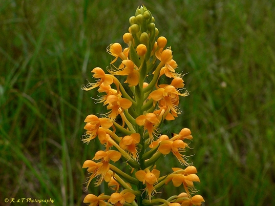 {Platanthera cristata}